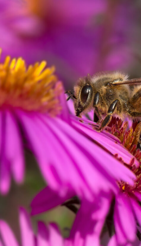 Biene 796B0722 09.16