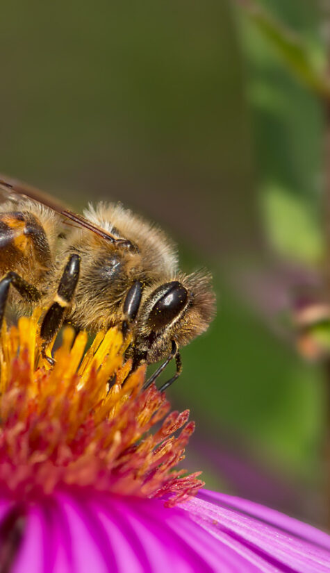 Biene 796B0727 09.16