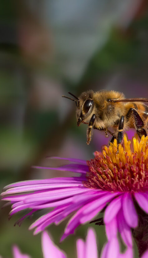 Biene 796B0734 09.16