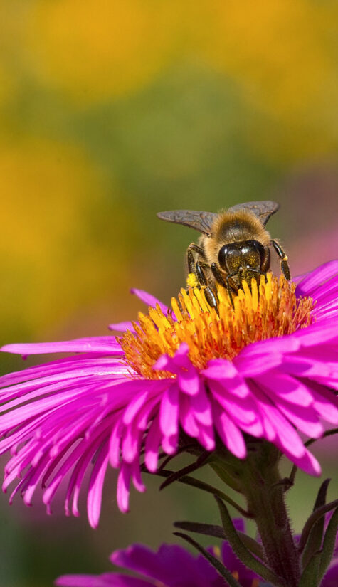 Biene E71R5520 08.2015