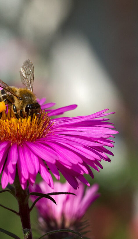 Biene E71R5570 08.2015