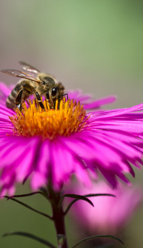 Biene E71R5583 08.2015