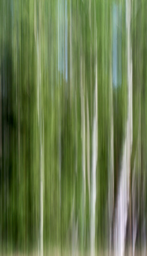 Birkenwald 796B1231 05.2016