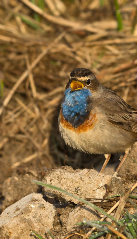 Blaukehlchen 796B2005 04.2016
