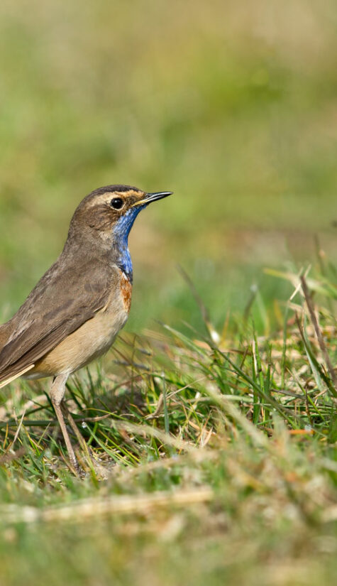 Blaukehlchen E71R0386 04.2016