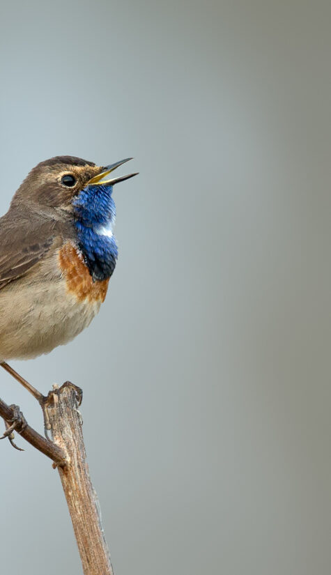 Blaukehlchen E71R0460 04.2016