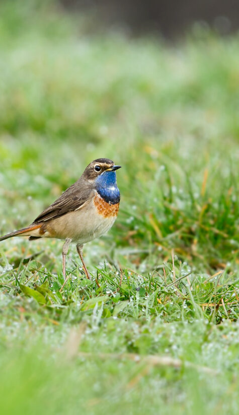 Blaukehlchen E71R0521 04.2016