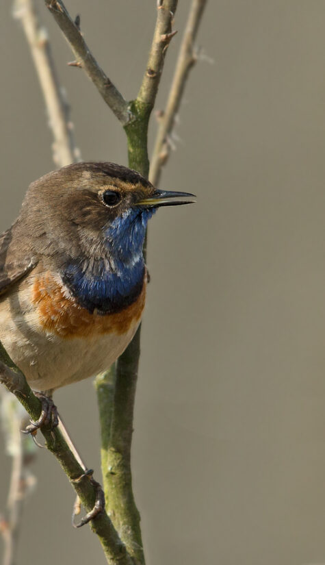 Blaukehlchen E71R0807 04.2016