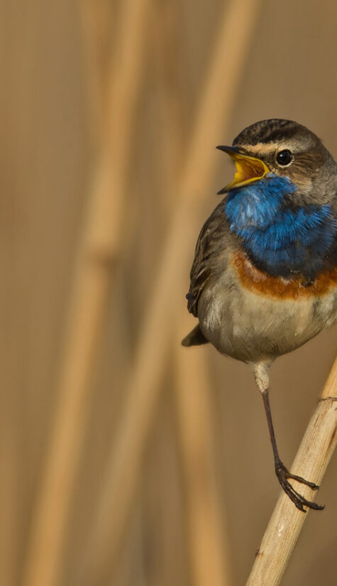 Blaukehlchen
