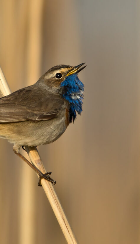 Blaukehlchen E71R9877 04.2016