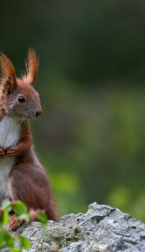 Eichhörnchen 796B9945 04.2014