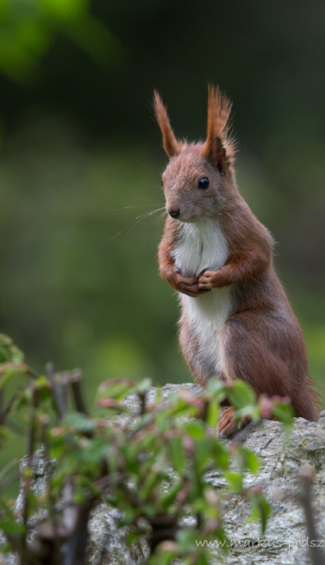 Eichhörnchen 796B9946 04.2014