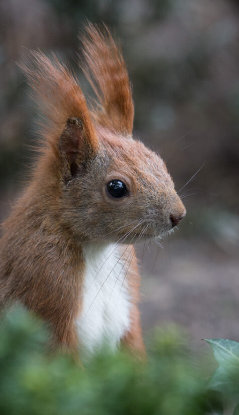 Eichhörnchen 796B9974 04.2014