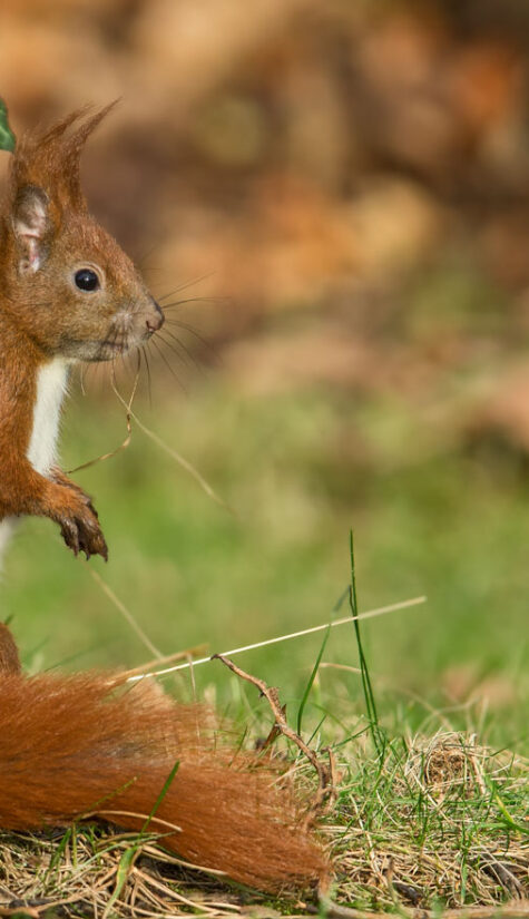 Eichhörnchen E71R3576 12.2015