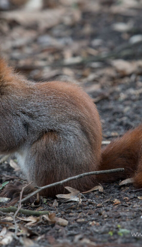 Eichhörnchen - E7R18547 03.2015