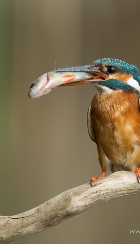 Eisvogel 796B1596 Fütterung