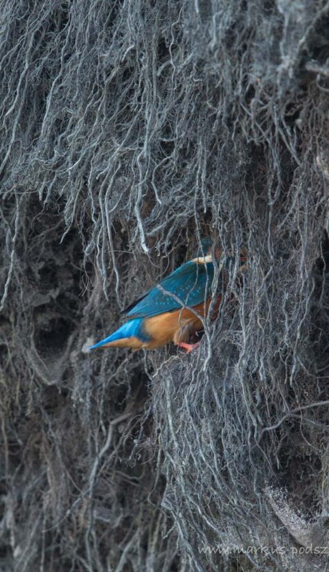 Eisvogel 796B1826 Bruthöhle