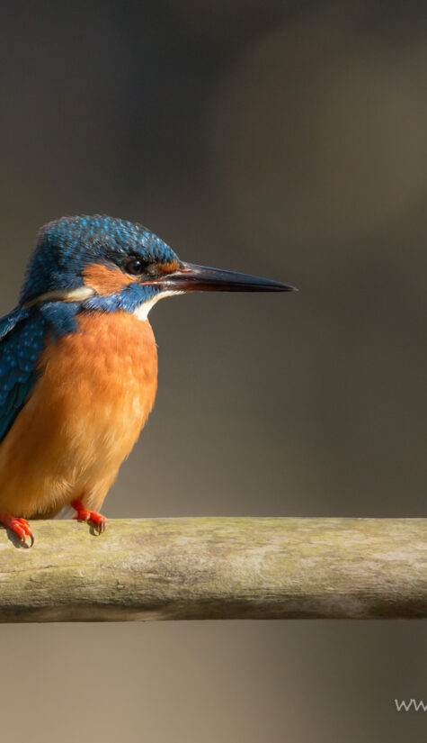 Eisvogel 796B1856 Männchen