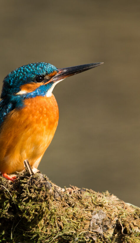 Eisvogel 796B2108