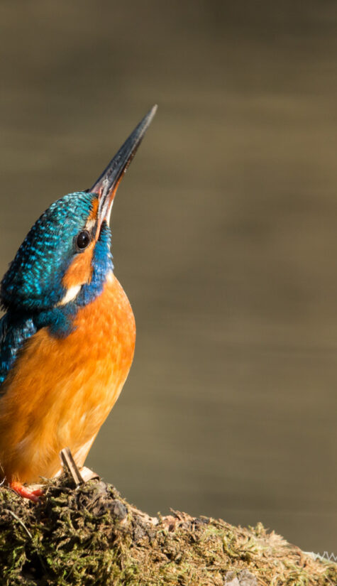 Eisvogel 796B2111