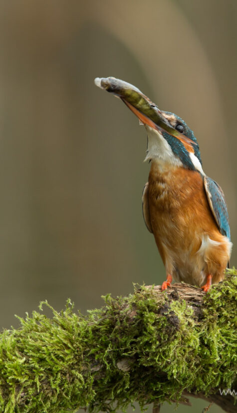 Eisvogel 796B2387 Fütterung