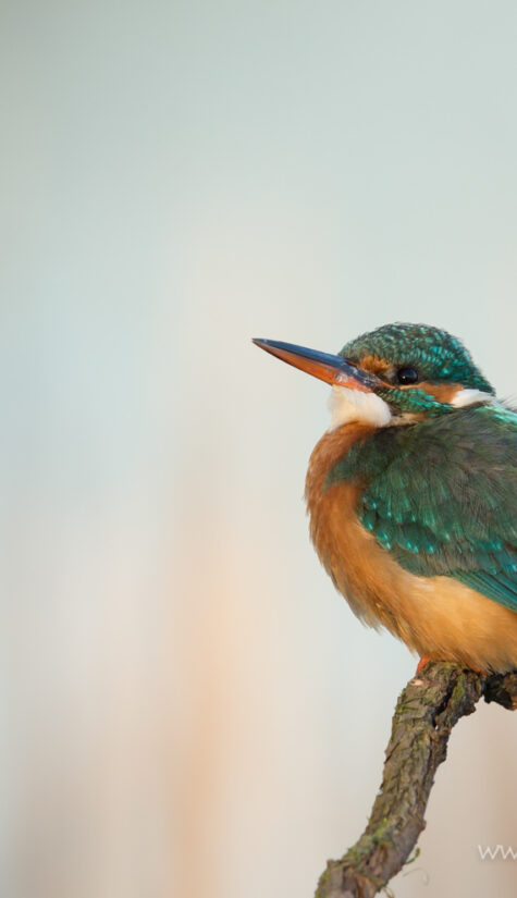 Eisvogel 796B5108 Weibchen