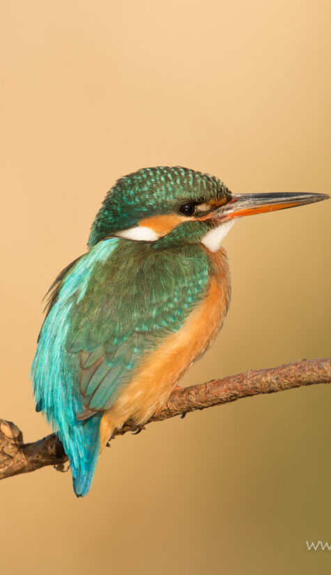 Eisvogel 796B7831