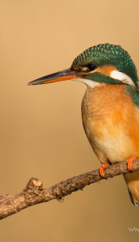 Eisvogel 796B7887