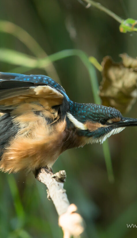 Eisvogel 796B8610 Jungvogel