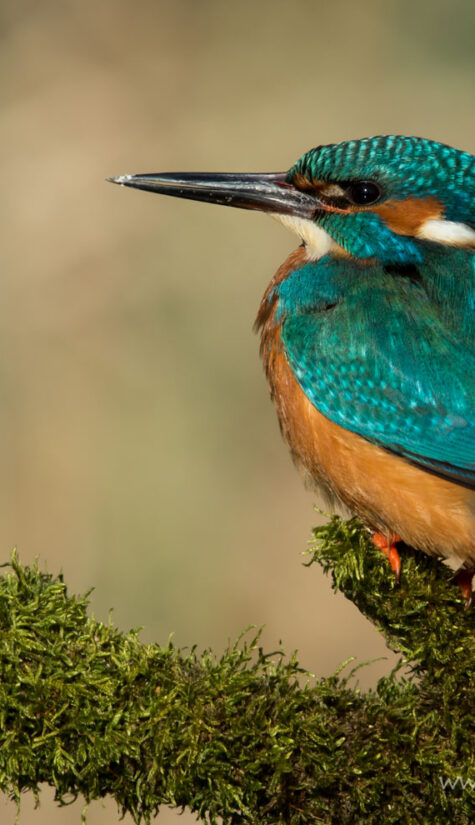 Eisvogel