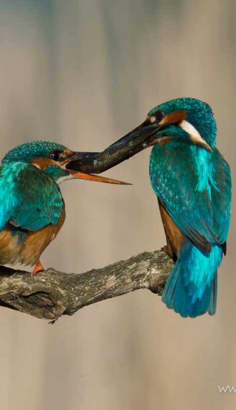 Eisvogel E71R8891 Brautgeschenkübergabe