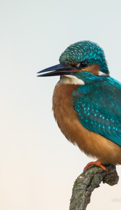 Eisvogel E71R9014