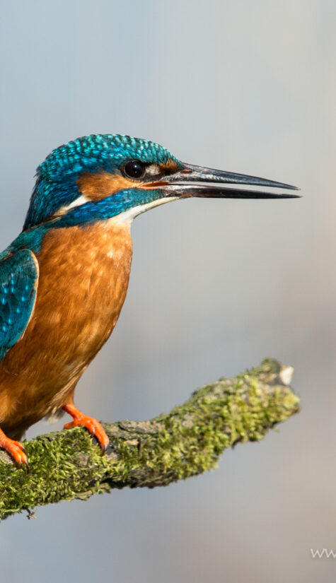 Eisvogel E71R9055