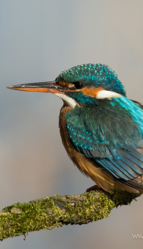 Eisvogel E71R9082