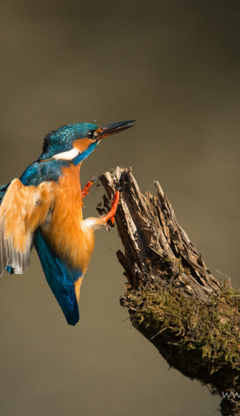 Eisvogel E71R9100