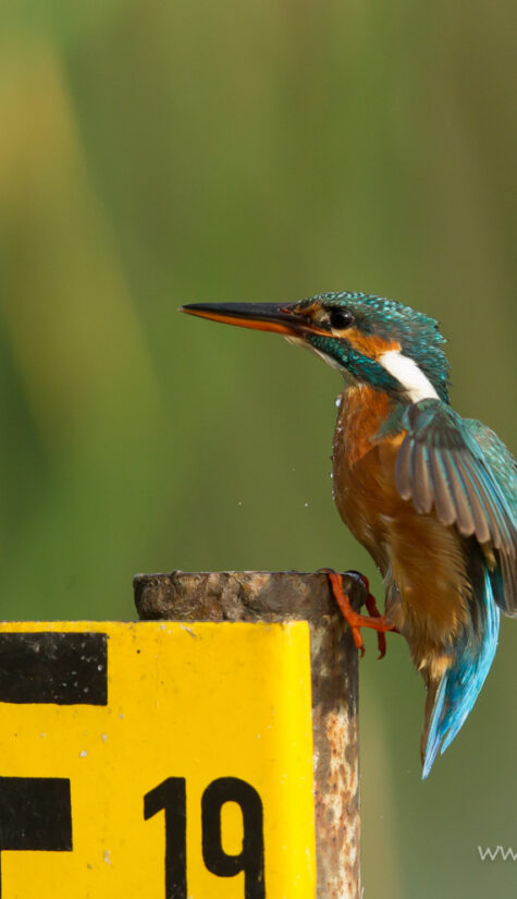 Eisvogel GG7G7708