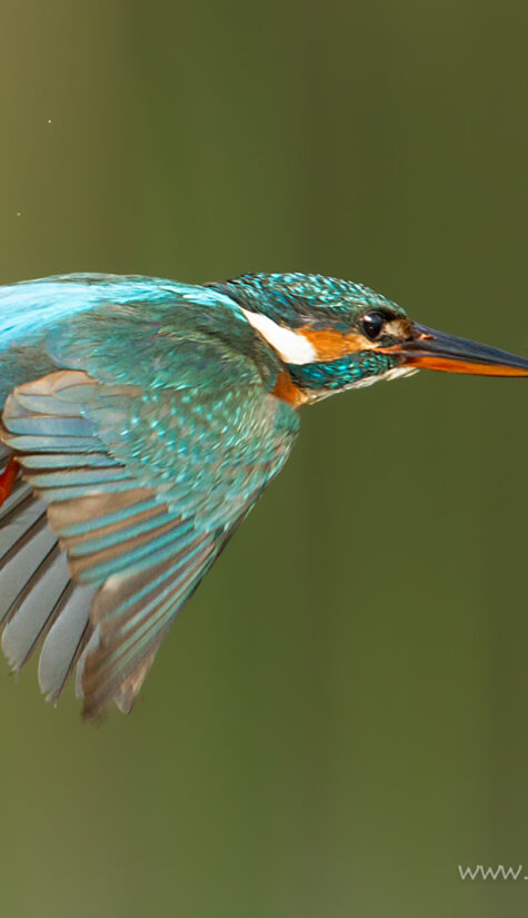 Eisvogel GG7G7720