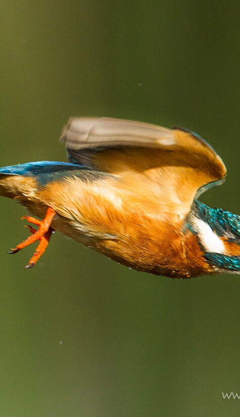 Eisvogel GG7G7743