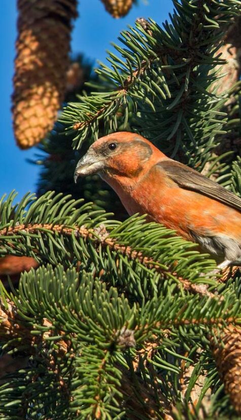 Fichtenkreuzschnabel E710849 11.2015