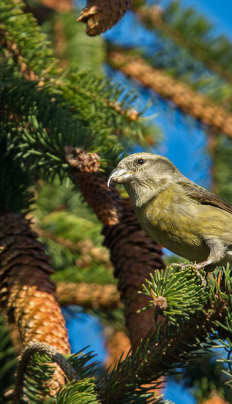 Fichtenkreuzschnabel E71R0814 11.2015 09.2015