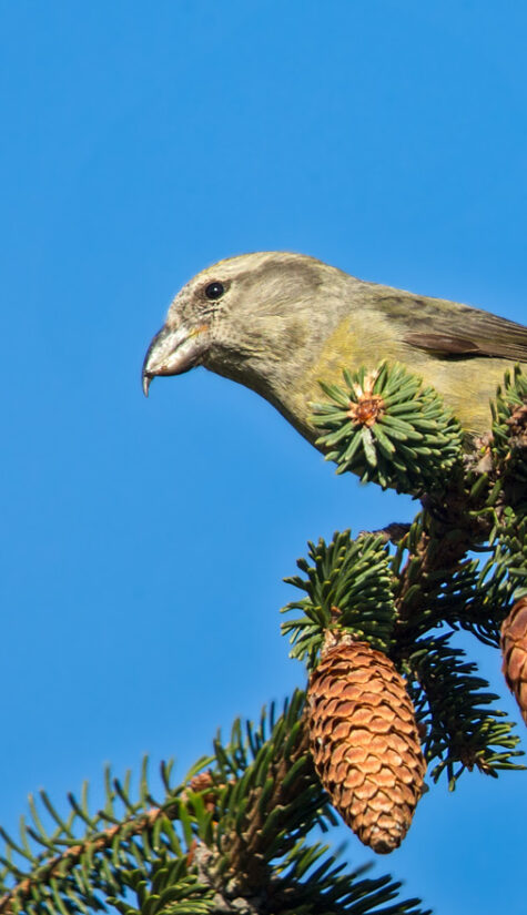 Fichtenkreuzschnabel E71R0865 11.2015