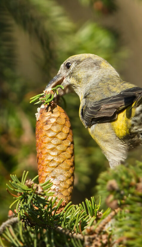 Fichtenkreuzschnabel E71R0897 11.2015