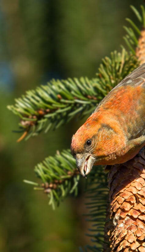 Fichtenkreuzschnabel E71R0998 11.2015