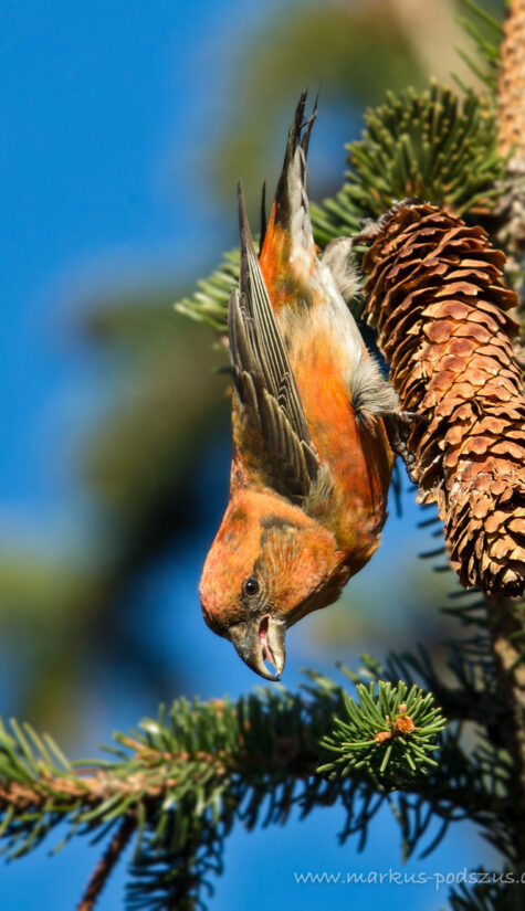 Fichtenkreuzschnabel E71R1125 11.2015