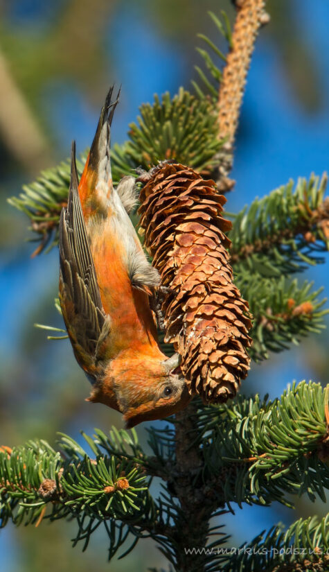 Fichtenkreuzschnabel E71R1131 11.2015