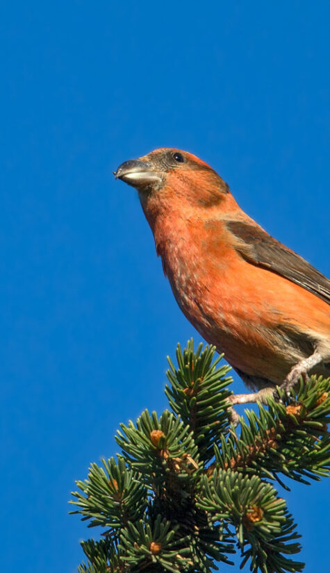 Fichtenkreuzschnabel E71R1253 11.2015