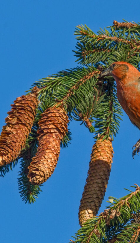 Fichtenkreuzschnabel E71R1523 11.2015 09.2015