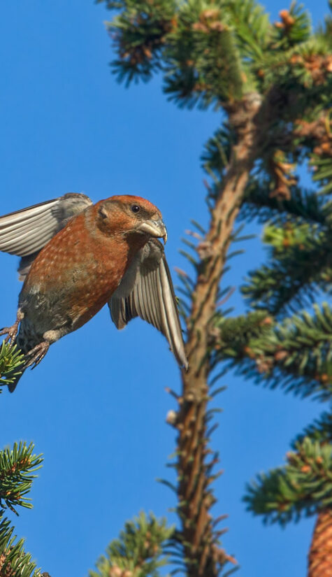 Fichtenkreuzschnabel E71R1579 11.2015 09.2015