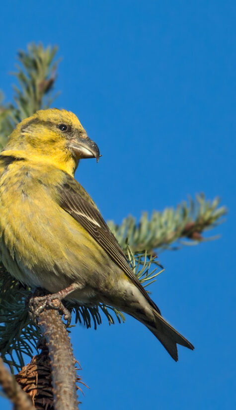 Fichtenkreuzschnabel E71R1806 11.2015