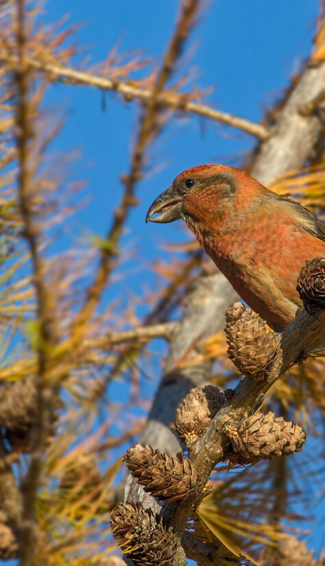 Fichtenkreuzschnabel E71R1850 11.2015